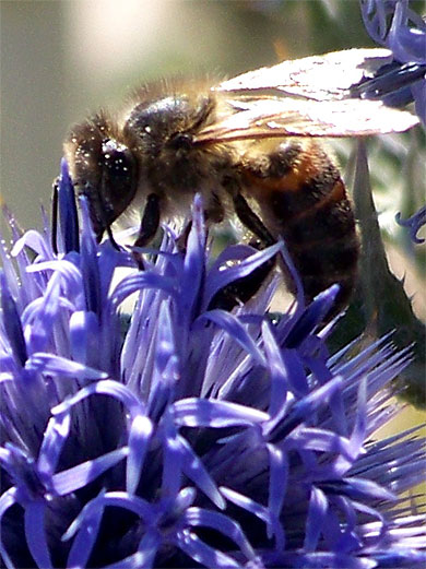Abeille au col de Vence