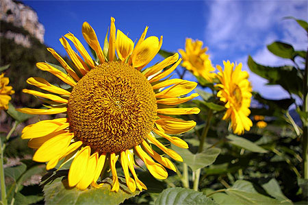 Tournesol 