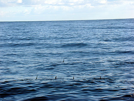 Ailerons ... de dauphins
