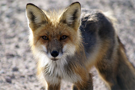 Rencontre avec un renard