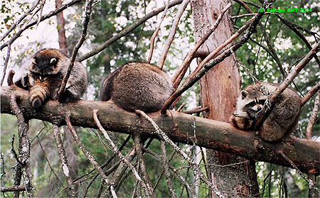 Les ratons "dormeurs"