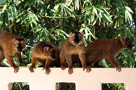 Makis sur la terrasse