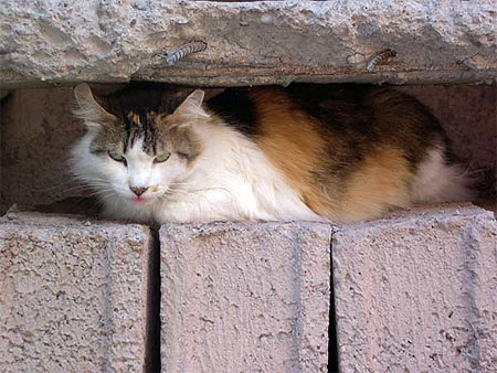 Le chat et son abri en parpaing