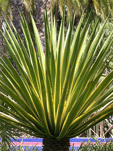 Jardin Majorelle - Plante bouquet
