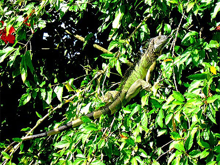 Iguane pr�s de Liberia