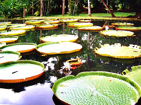 Jardin de Pamplemousse