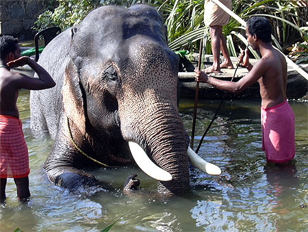 El�phant sur les canaux du K�rala