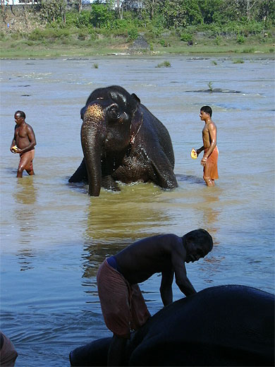 Bain des �l�phants au K�rala