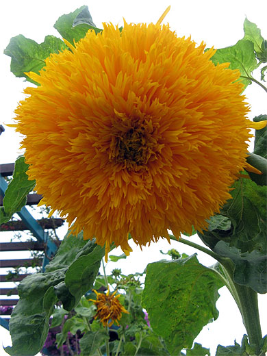 L'�le aux fleurs
