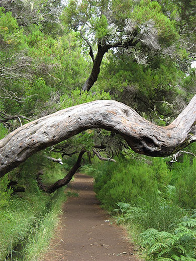 Levada do Risco