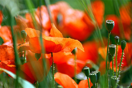 Coquelicots
