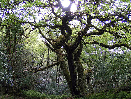 Haunted forest