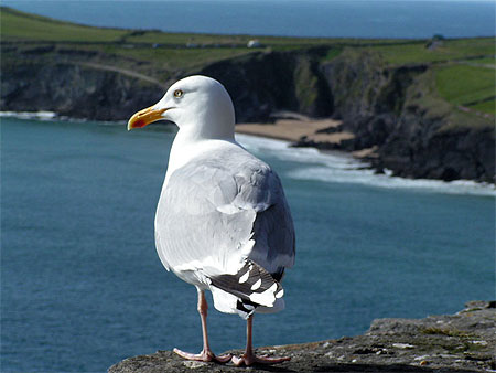 Dingle peninsula