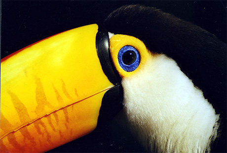 Toucan