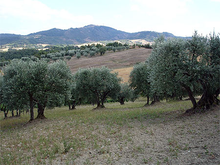 Les champs d'oliviers dans la vall�e de Bisaccia