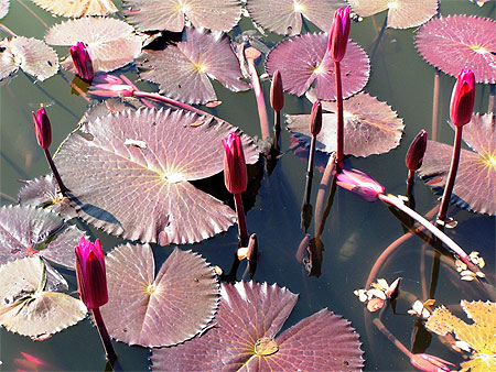 N�nuphars
