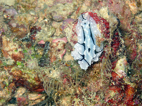 Nudibranche