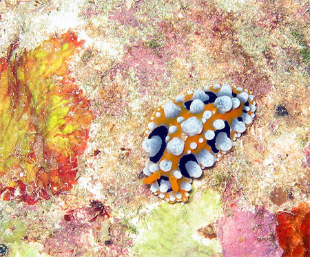 Nudibranche