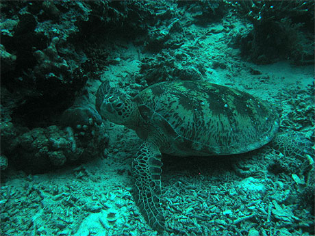 Tortue