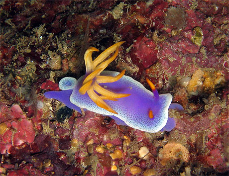 Nudibranche Hypselodoris Bullockii