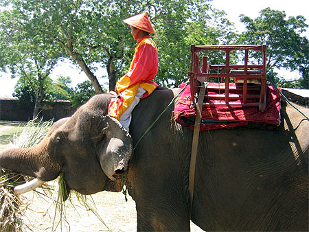 El�phant avec son cornac
