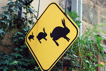 Travers�e de lapins