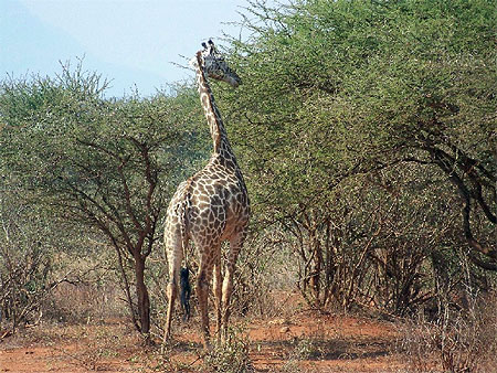 Girafe du Tsavo