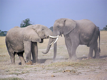 Rencontre entre 2 �l�phants