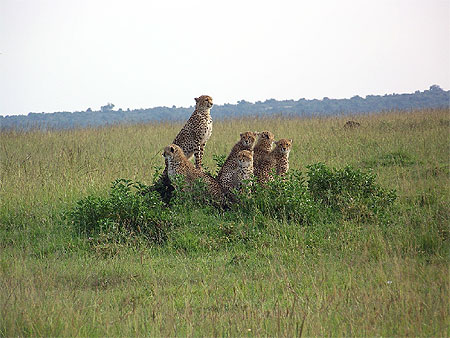 Famille de gu�pards