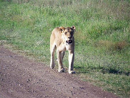 Lionne au Masa� Mara