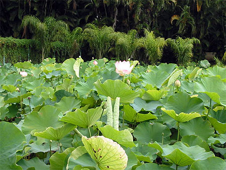 Fleur de lotus