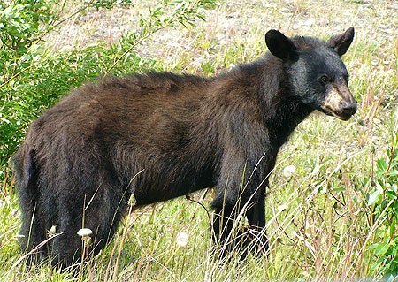 Black Bear !