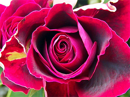 Rose de 50 ans