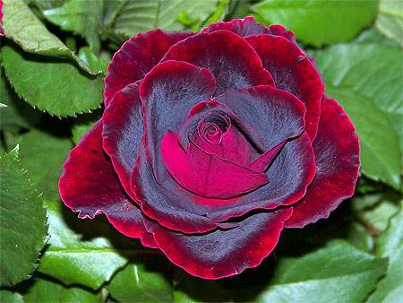 Rose sensuelle