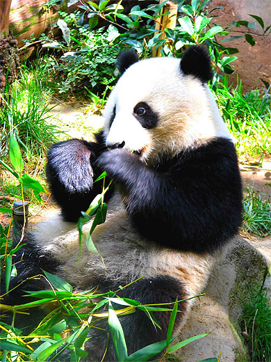 Panda au zoo de San Diego