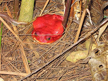 Grenouille Tomate de Madagascar