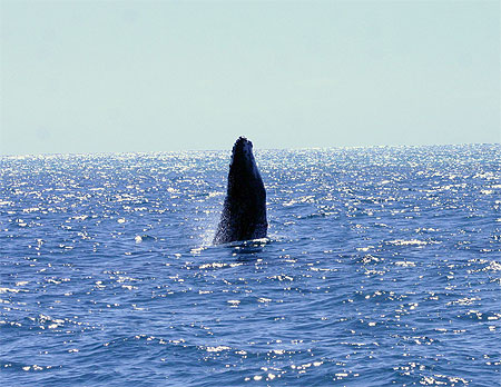 Saut de baleineau