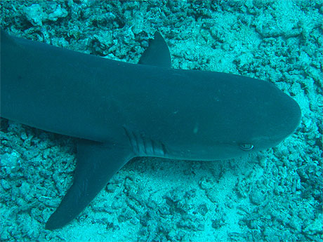 Requin pointe blanche
