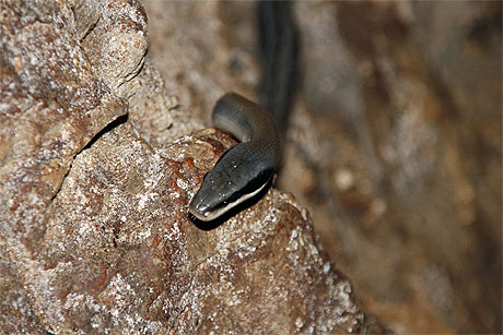 Serpent