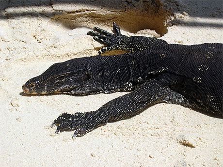 Monitor lizard