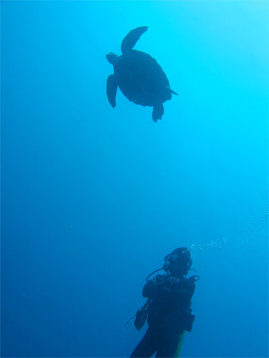 Tortue marine