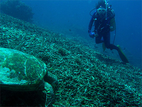 Tortue marine