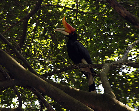Rhinoceros hornbill