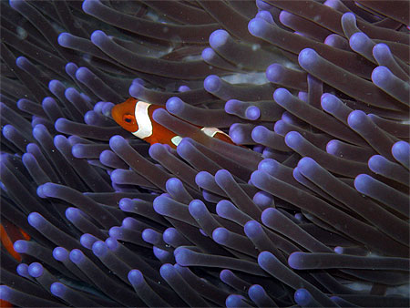 Anemon fish