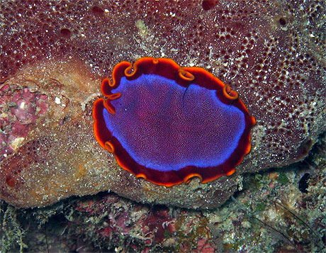 Flatworm