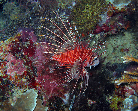 Poisson lion (Pterois antennata)