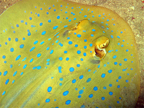 Blue-spotted stingray (Dasyatis kuhlii)
