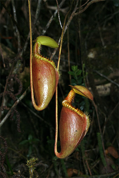 Nepenthes