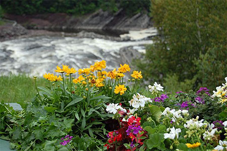 Massif fleuri pr�s des chutes de la Chaudi�re