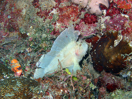 Leaf scorpionfish (Taenianotus triacanthus)